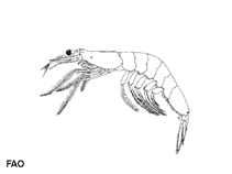 Image of Acetes erythraeus (Tsivakihini paste shrimp)