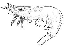 Image of Acanthephyra eximia (Dressed deep-sea shrimp)