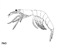 Image of Acetes sibogae (Alamang shrimp)