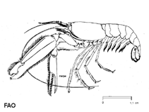 Image of Alpheus glaber (Red snapping shrimp)