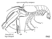Image of Alpheus malleodigitus (Hammer-finger shrimp)