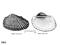 Image of Anadara diluvii (Diluvial ark)