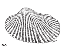 Image of Anadara ferruginea (Rusty ark)