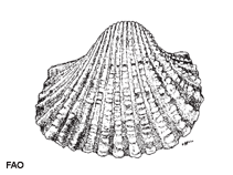 Image of Tegillarca granosa (Granular ark)