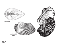 Image of Anadara notabilis (Eared ark)