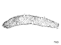 Image of Apostichopus parvimensis (Warty sea cucumber)