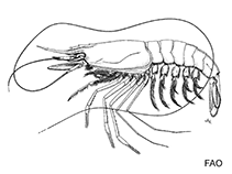 Image of Aristeus semidentatus (Smooth red shrimp)