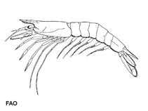 Image of Aristeus virilis (Stout red shrimp)