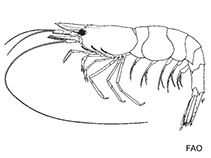 Image of Halocaridina rubra (Red pond shrimp)