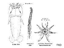 Image of Bathyteuthis abyssicola (Deepsea squid)