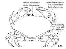 Image of Cancer bellianus (Toothed rock crab)