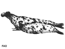 Image of Cystophora cristata (Hooded seal)