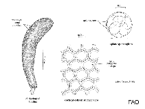 Dasycladaceae