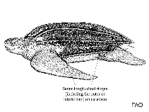 Dermochelyidae