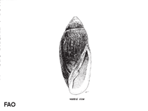 Image of Ellobium aurisjudae (Judas ear crassidula)