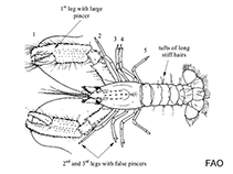 Enoplometopidae