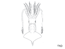 Enoploteuthidae