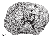 Image of Favia favus (Head coral)