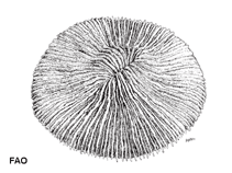Image of Fungia danai (Spiny mushroom coral)