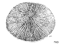 Image of Fungia cyclolites 