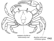 Image of Discoplax rotunda (Rugose land crab)