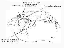 Image of Glyphus marsupialis (Kangarou shrimp)