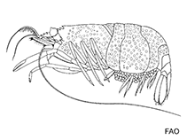 Image of Gnathophylloides mineri (Squat urchin shrimp)