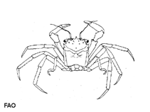 Image of Homola barbata (Homole crab)