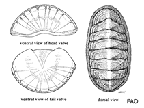 Ischnochitonidae
