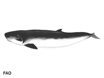 Image of Kogia breviceps (Pygmy sperm whale)