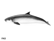 Image of Kogia sima (Dwarf sperm whale)