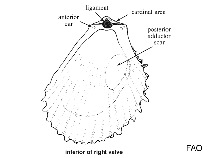 Limidae
