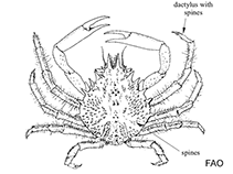 Image of Mithraculus forceps (Red-ridged clinging crab)