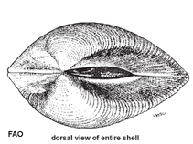 Image of Meretrix lyrata (Lyrate hard clam)