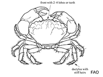 Image of Ozius tuberculosus (Beaded rock crab)