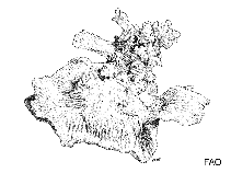 Image of Caulastraea furcata (Torch coral)