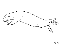 Image of Lutrogale perspicillata (Smooth-coated otter)