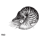 Image of Nautilus macromphalus (Bellybutton nautilus)