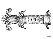 Image of Austrosquilla osculans 