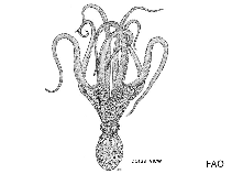 Image of Octopus mimus (Changos octopus)
