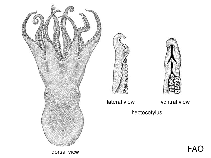 Image of Octopus pallidus (Pale octopus)