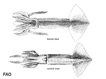 Image of Ommastrephes bartramii (Neon flying squid)
