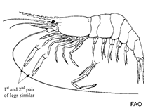Image of Notostomus robustus (Robust deep-sea shrimp)