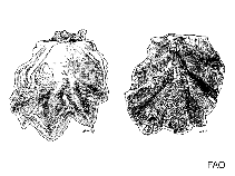 Image of Cryptostrea permollis (Sponge oyster)