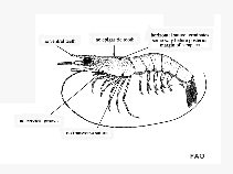 Image of Parapenaeopsis acclivirostris (Hawknose shrimp)