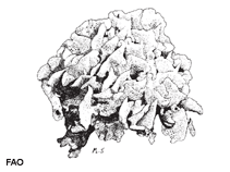 Image of Pavona decussata (Cactus coral)