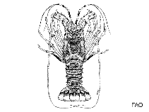 Image of Panulirus homarus (Scalloped spiny lobster)