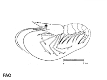 Image of Palaemon longirostris (Delta prawn)