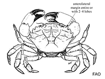 Image of Panopeus hartii (Areolate mud crab)