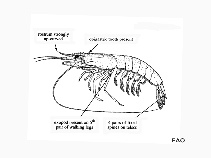 Image of Parapenaeopsis stylifera (Kiddi shrimp)